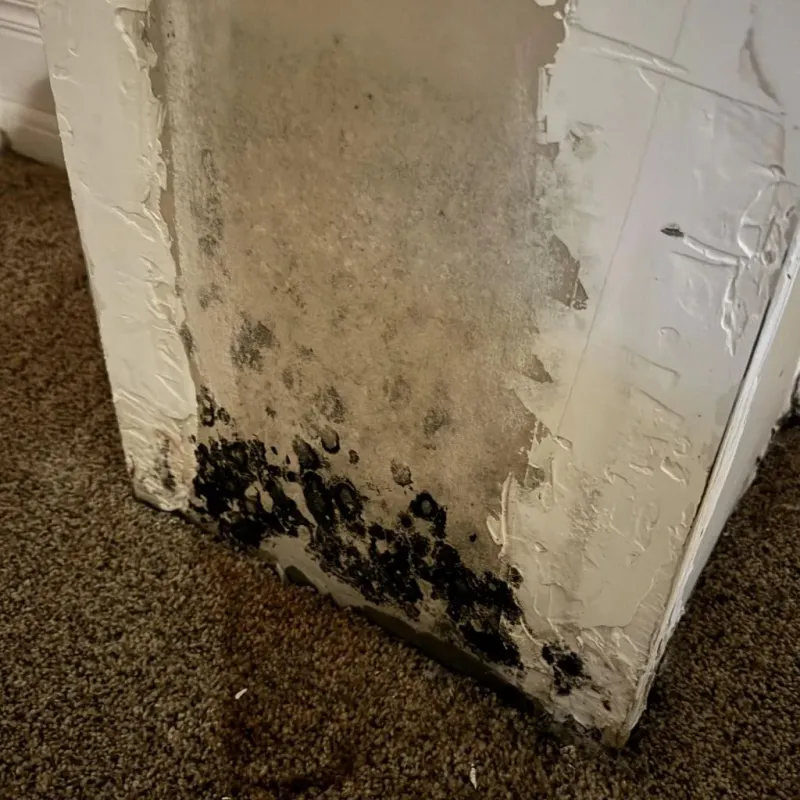 Professional Mold Removal in Fremont County, WY